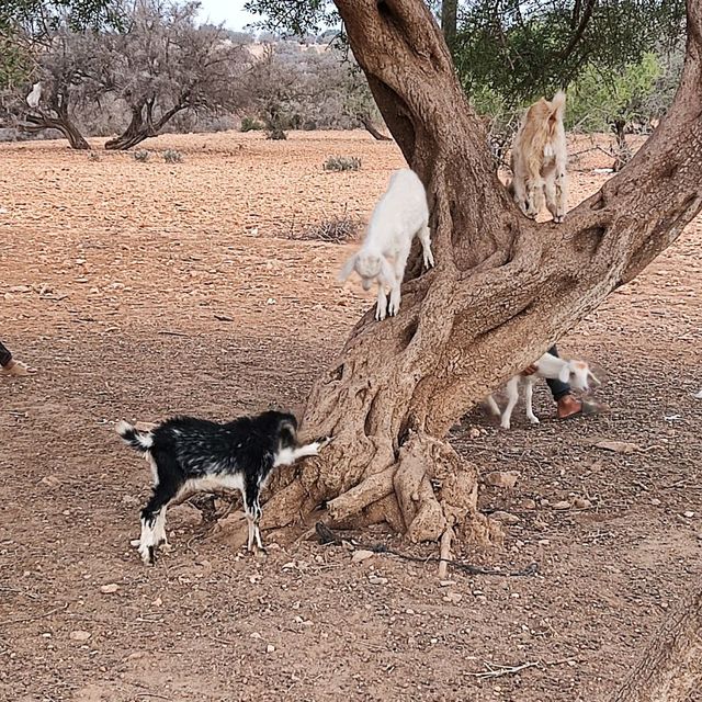 Goat on the tree