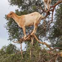 Goat on the tree