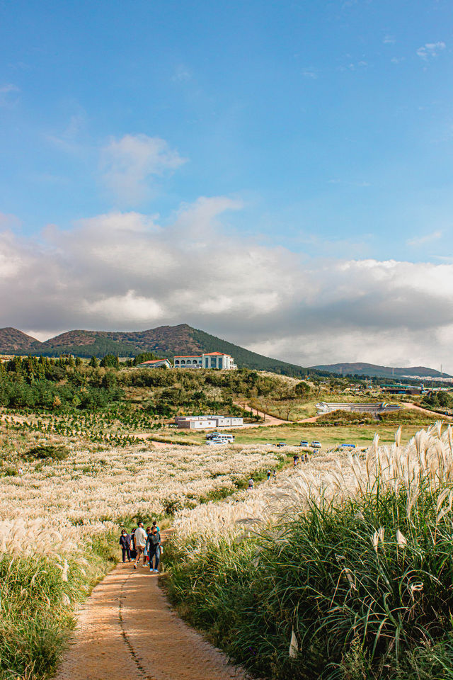 제주 가을여행의 필수코스 '새별오름'