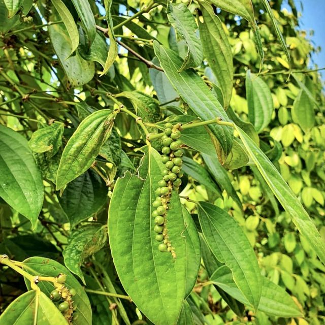 Pepper Plantations - Phu Quoc, Vietnam 