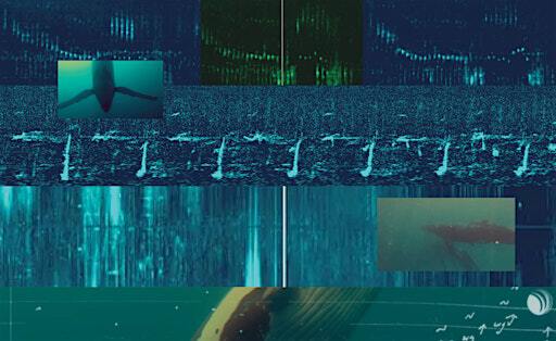 Lobe Artist Residency Series: Seeds, by Hazel Fairbairn and Kim Trainor | Lobe