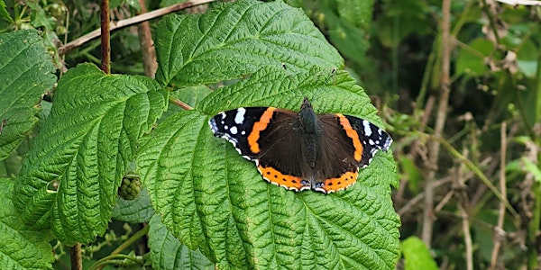 Summer Outdoor Activities Friday 4th July- Bugs & Butterflies | Beechbrae Wood