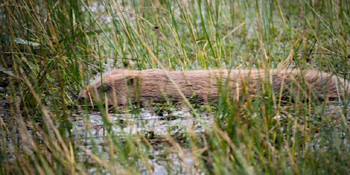 Beaver Enclosure Tour | Idle Valley Nature Reserve, Chainbridge Lane