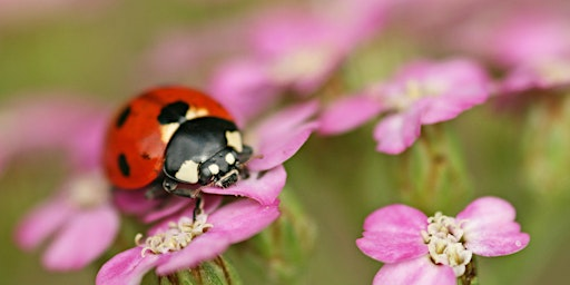 Needle felted Ladybird workshop (VCC2806) | Carlton Marshes Nature Reserve & Visitor Centre