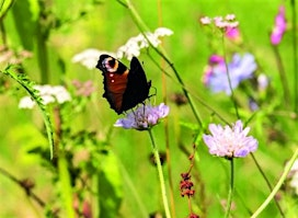 Butterfly Walk at Tout Quarry | Tout Quarry Sculpture Park & Nature Reserve