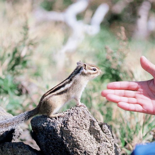 野生のシマリス・イタチと遭遇できるかも？