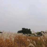 서울근교 가을여행지, 시흥으로 떠나요🌾🍂