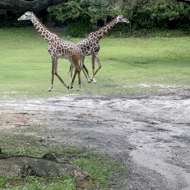 奧蘭多迪士尼：動物王國