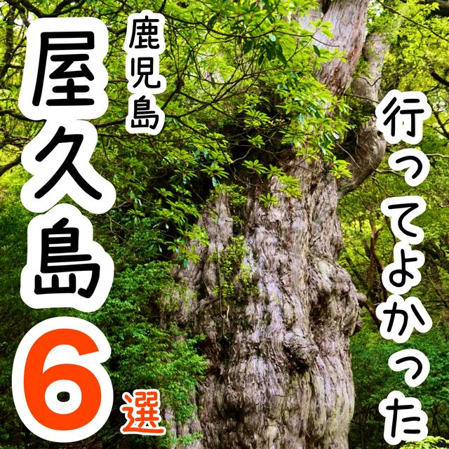 【鹿児島】行ってよかった屋久島の観光地6選