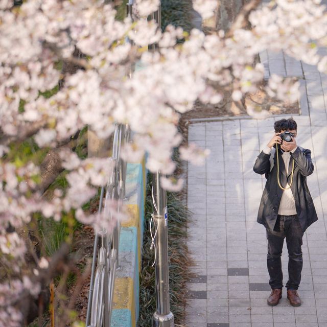 신대방역 벚꽃길 도림천