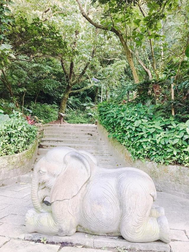 台北101景☀️可愛的象山步道🐘🐾運動運動