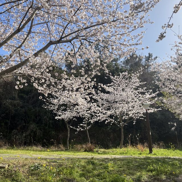 제주 올레길 8코스