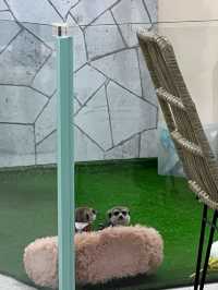 台北松山狐獴餐廳｜Meerkat75 Café - 75度獴 ｜餐點豐富還能和狐獴一起玩