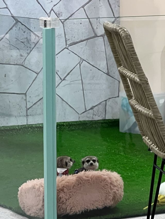 台北松山狐獴餐廳｜Meerkat75 Café - 75度獴 ｜餐點豐富還能和狐獴一起玩