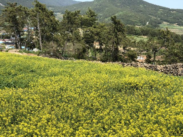 청산도