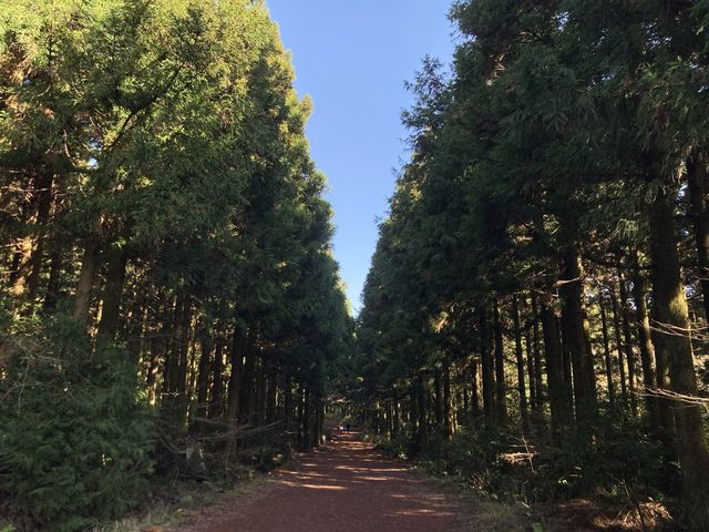 꼭 가봐야 할 제주도 숲길 “사려니숲길” 🌿