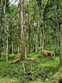 Cebu Safari and Adventure Park