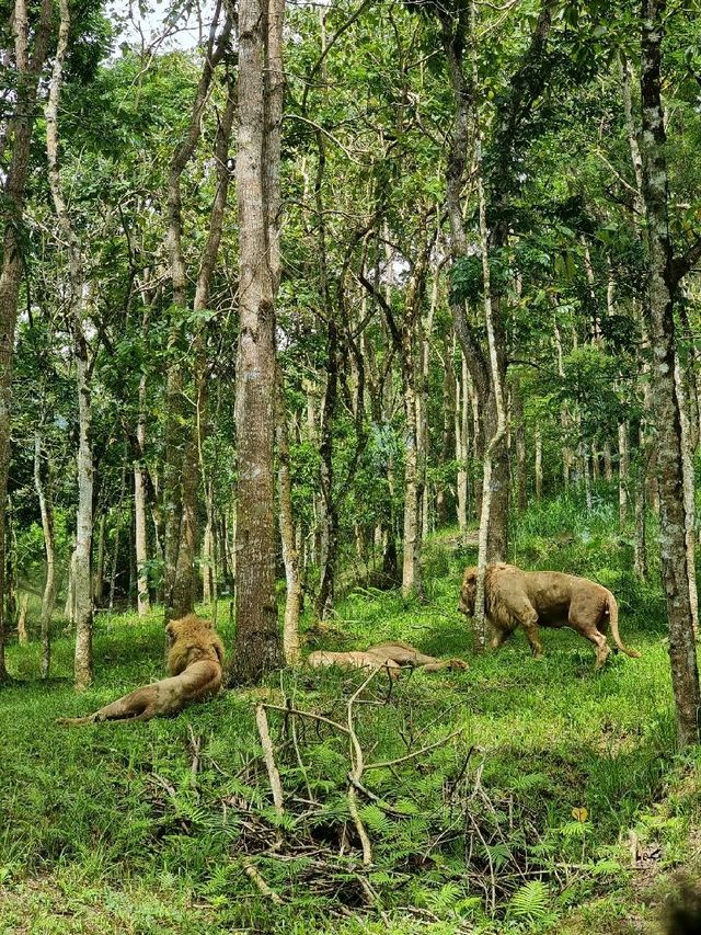 Cebu Safari and Adventure Park