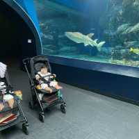 【猛暑から逃げよう】室内水族館　@品川