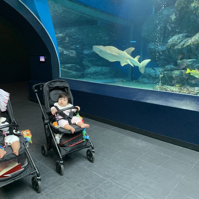 【猛暑から逃げよう】室内水族館　@品川