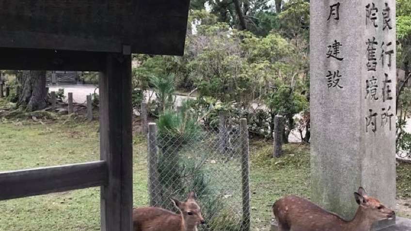 🇯🇵 🦌 Nara deer 
