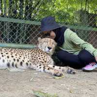TIGER KINGDOM PHUKET
