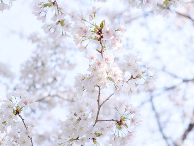 Sakura (Cherry Blossoms) in Tokyo