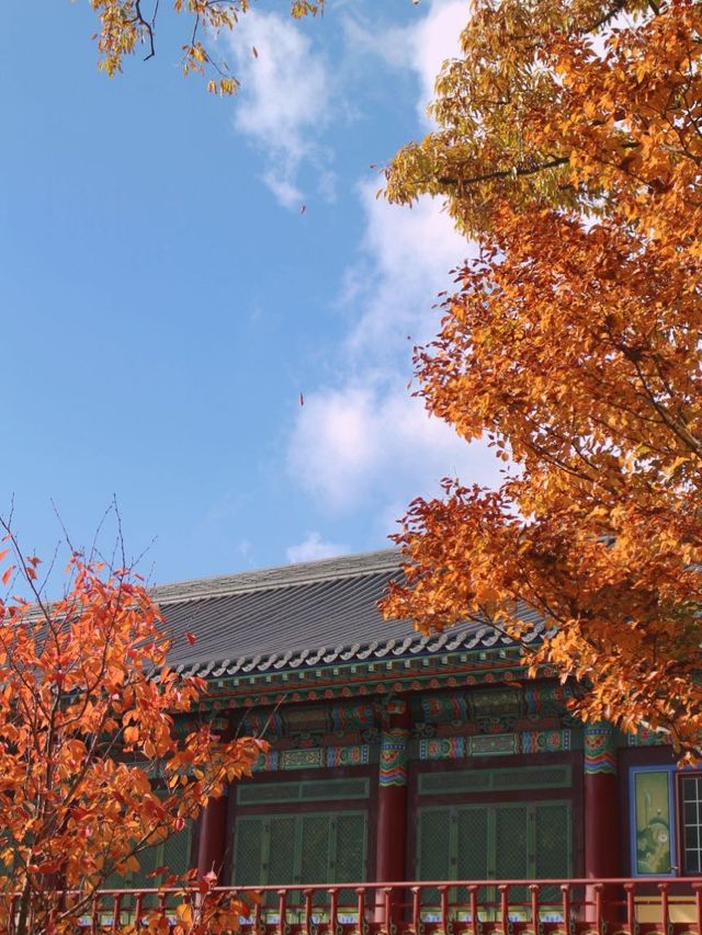 고즈넉한 가을 분위기를 만끽할 수 있는 곳 #관음사