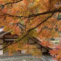 日本 最美的還是風景🍁🌼🗻