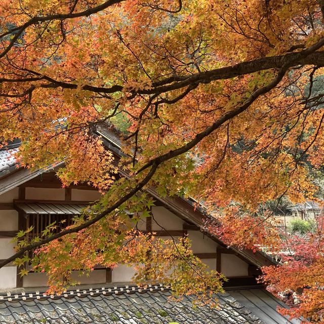 日本 最美的還是風景🍁🌼🗻