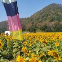 ทานตะวันบานสะพรั่ง
