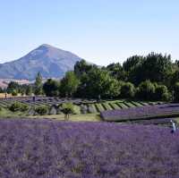 Wanaka Lavender Farm