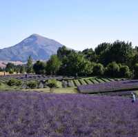 Wanaka Lavender Farm