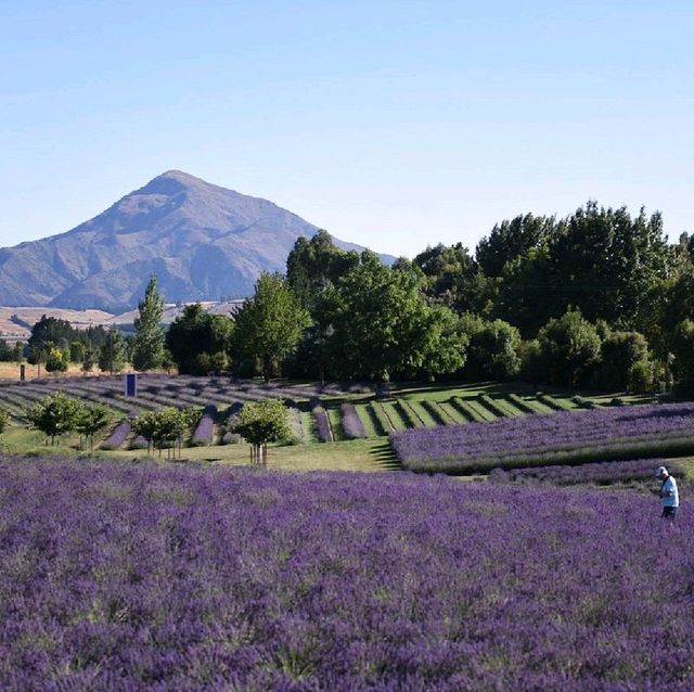 Wanaka Lavender Farm