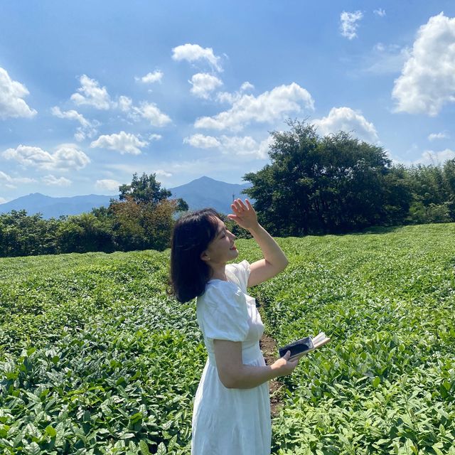 알프스 하동의 목장같은 녹차밭, 매암제다원🍵