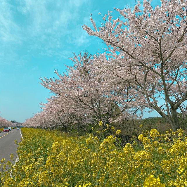 벚꽃, 유채꽃, 풍력발전기가 완벽한 조화를 이루는 가시리 