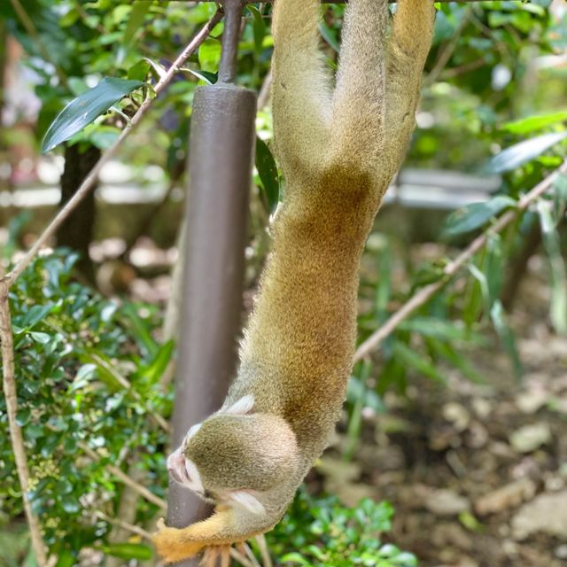 An impromptu squirrel monkey photoshoot!