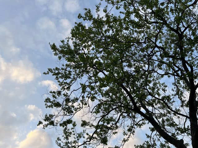 大湖公園散步去｜還可以看到好多的鳥、鵝、鴨😄