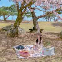 🌸벚꽃아래서 피크닉하기 좋은곳 [경주, 화랑의언덕]🌸