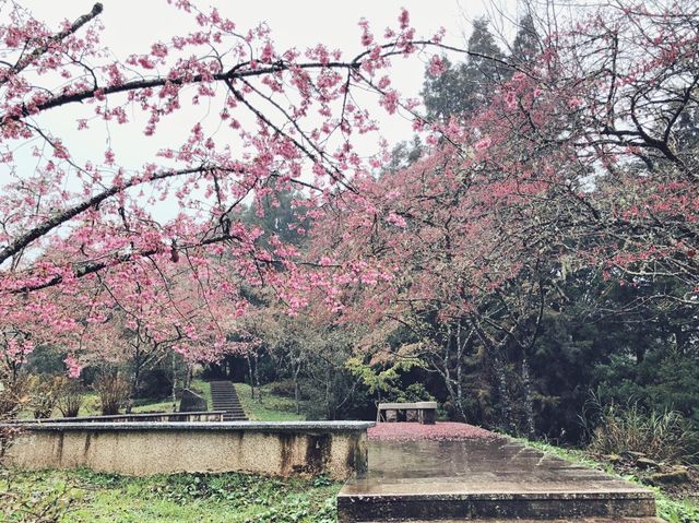 阿里山森林風景區🚞 一起坐小火車走步道😍