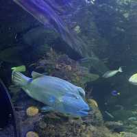 SEA LIFE 선샤인코스트 수족관 , SEA LIFE Sunshine Coast Aquarium