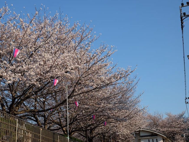 歷史悠久的賞櫻點🌸🌸📸️