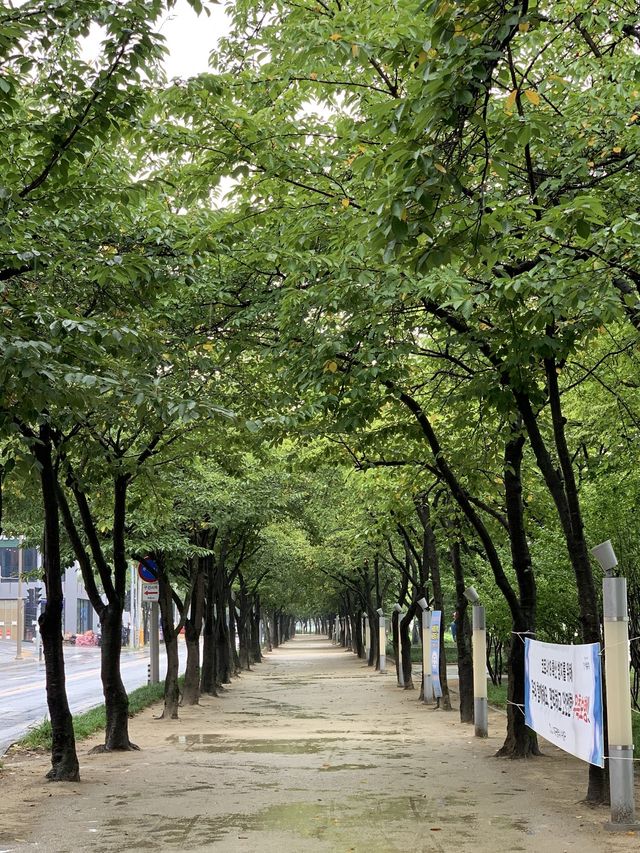 수성유원지 숲길 💚 대구 피크닉 명소