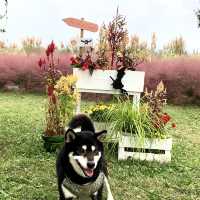 四季折々の花や緑に囲まれた国営木曽三川公園　フラワーパーク江南