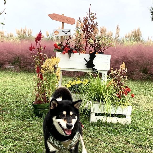 四季折々の花や緑に囲まれた国営木曽三川公園　フラワーパーク江南