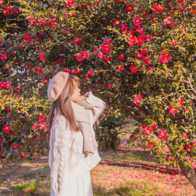 🌺비행기없이 부산에서 동백을 만날 수 있는곳 [부산, 사상 강변대로]🌺