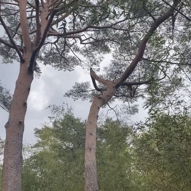 [부산] 좋은 공기마시며 가볍게 산책할 수 있는 곳🎋