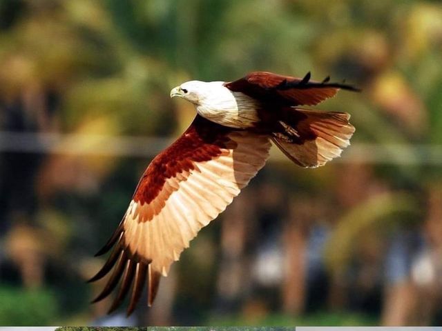 รัตนะบุรี จันทบุรี โฮมสเตย์ 🦅