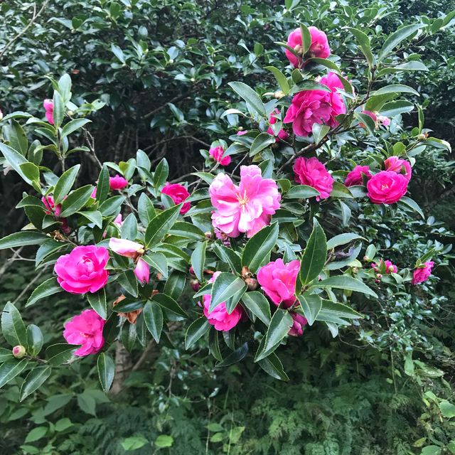 【東京】伊豆大島といえば椿！大島公園 椿園