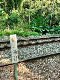 集集火車站順遊綠色隧道｜攝影景點，怎麼拍都好看📷